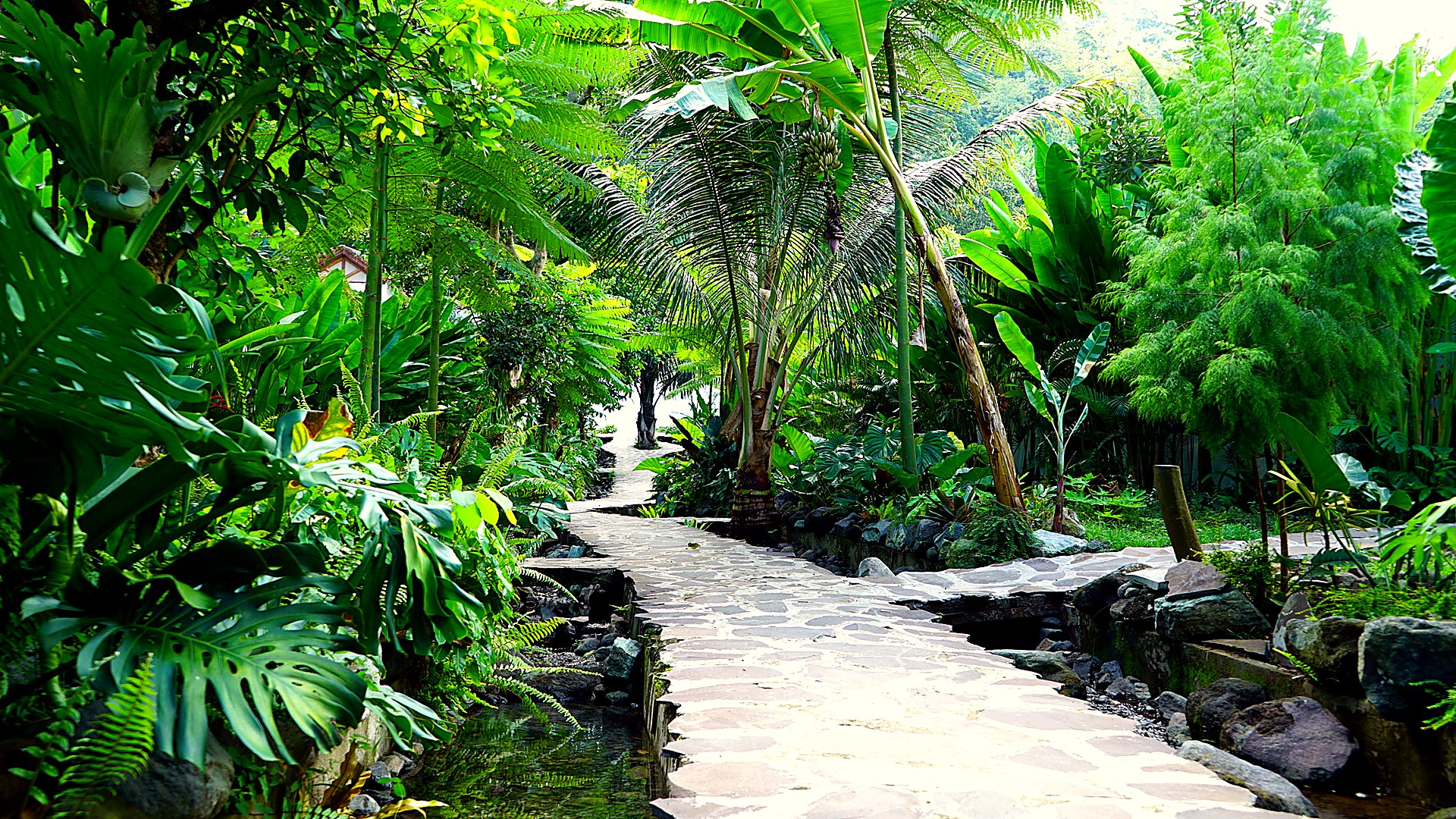 Stone pathway winding through lush tropical gardens
